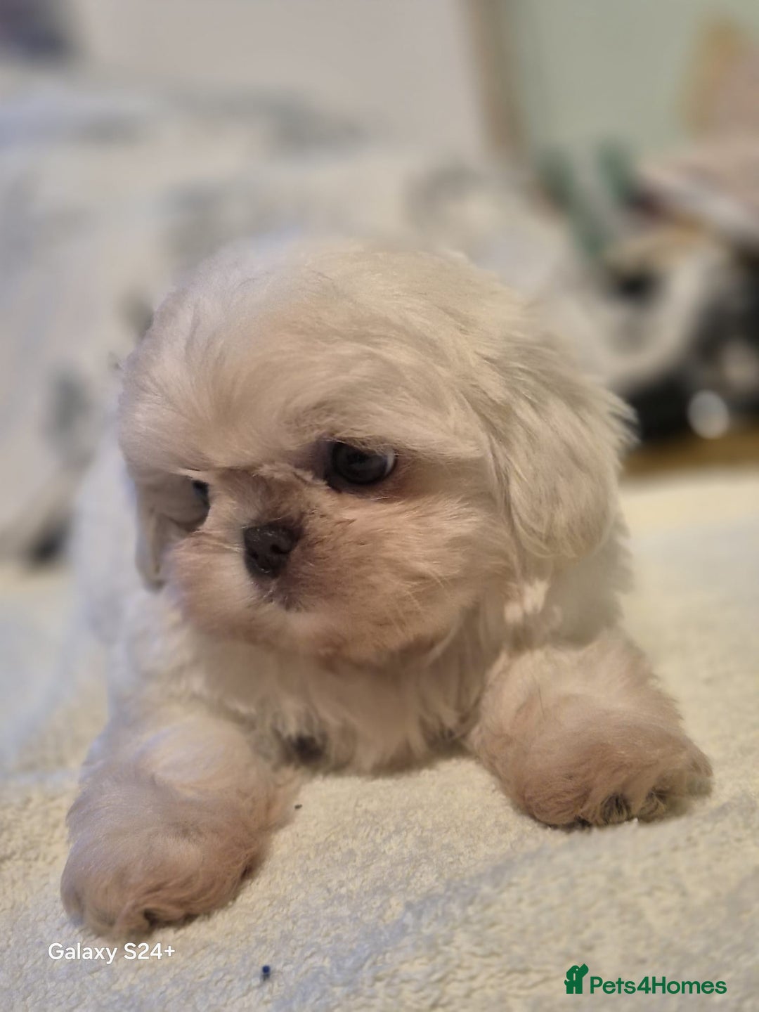 Shih Tzu dogs for sale: Outstanding Imperial Shih Tzu Pups - Image 11