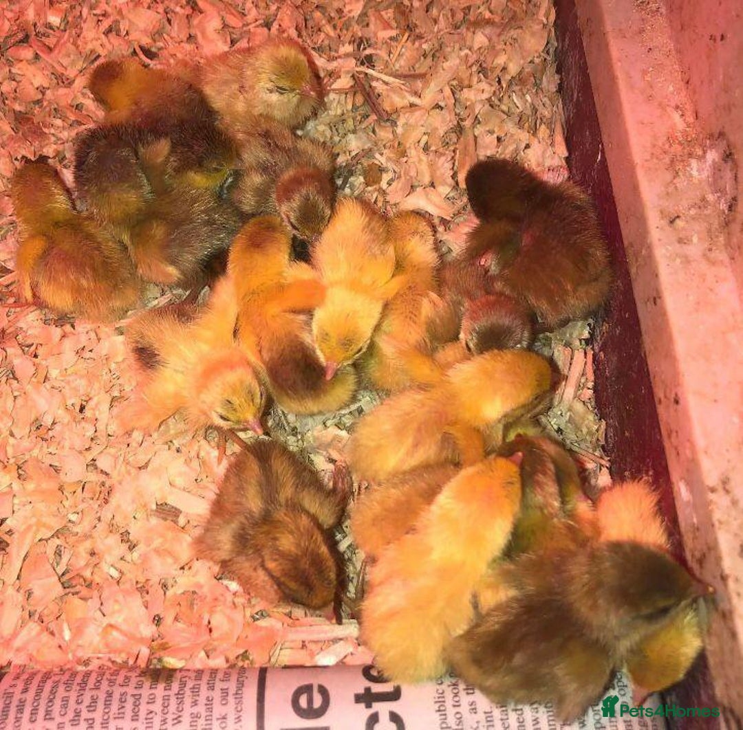 Quail poultry for sale: QUAIL HATCHING EGGS/1ST SEPTEMBER ! - Image 25
