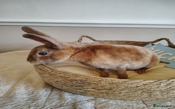 Rex rabbits for sale: Lovely Rex rabbit babies  - Image 8