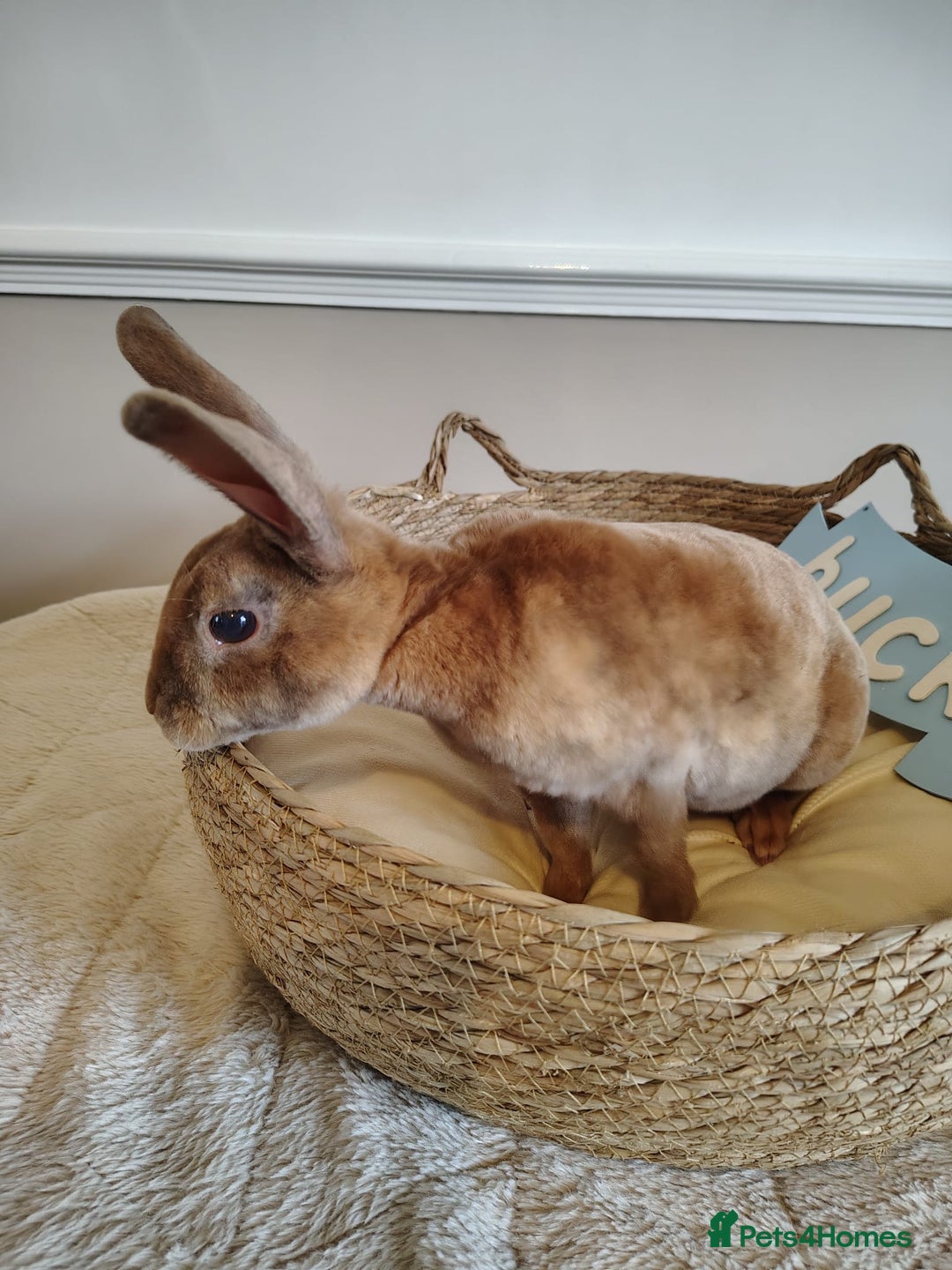 Rex rabbits for sale: Lovely Rex rabbit babies  - Image 8