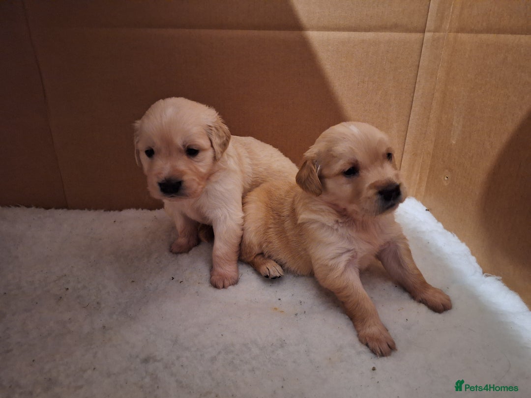 Golden Retriever dogs for sale: Beautiful KC reg Golden Retriever pups - Image 12