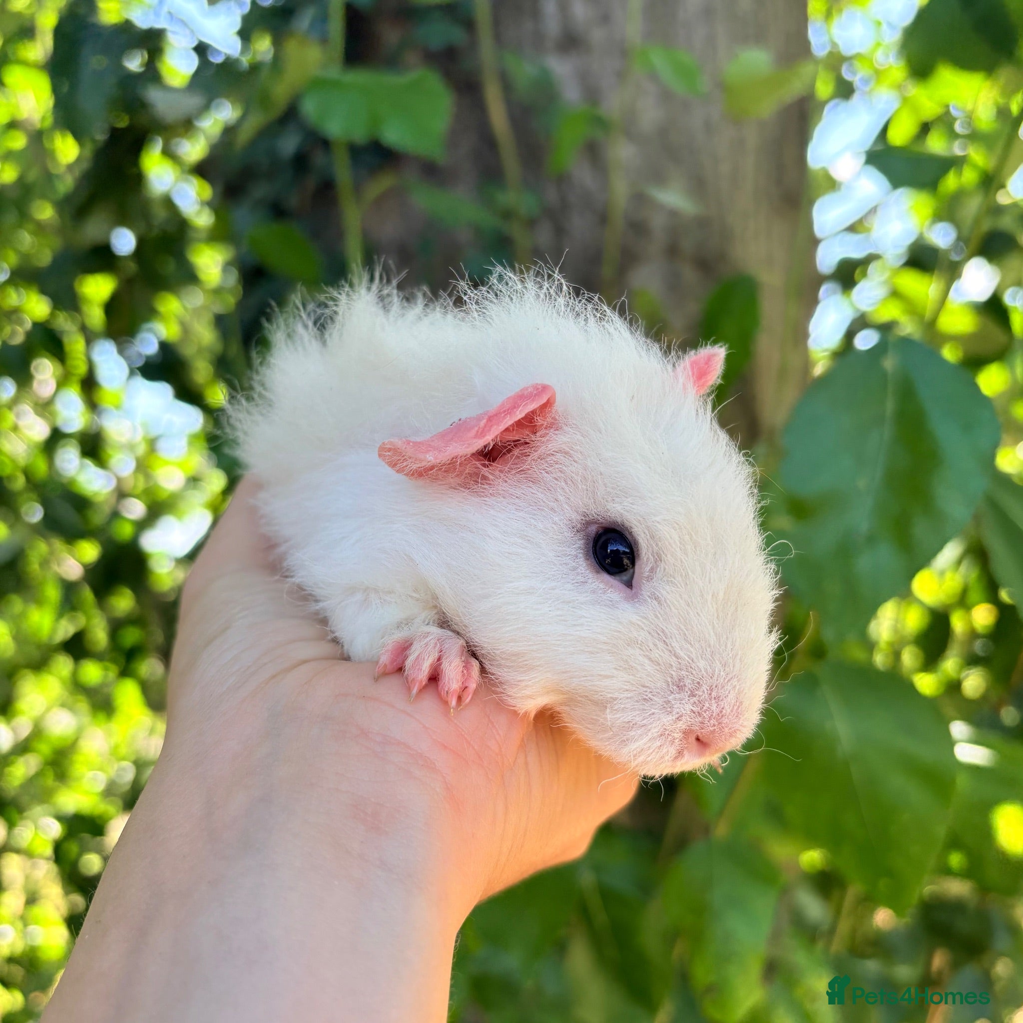 Guinea Pig rodents LOTS !!! very Friendly baby boy guinea pigs 🩵 - Advert 2