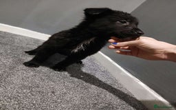 Mixed Breed dogs for sale: German Shepherd x huskita.  - Image 11
