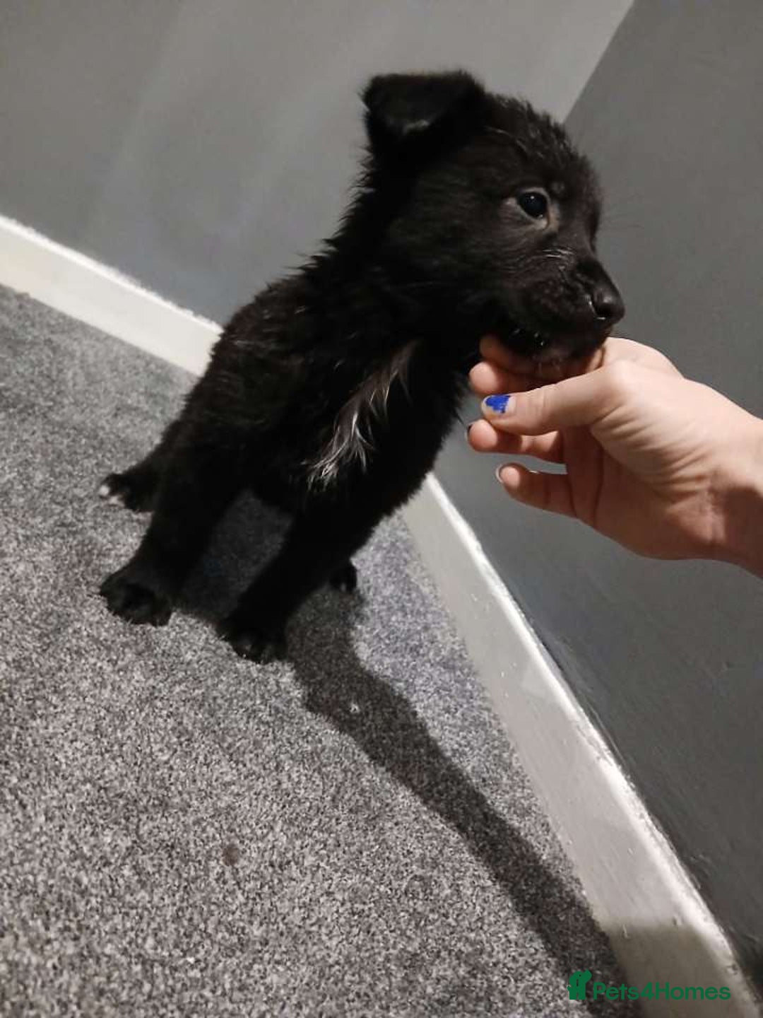 Mixed Breed dogs for sale: German Shepherd x huskita.  - Image 11