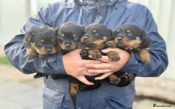 Rottweiler dogs for sale: 5-Generation Champion Line KC Rottweiler Puppies - Image 9
