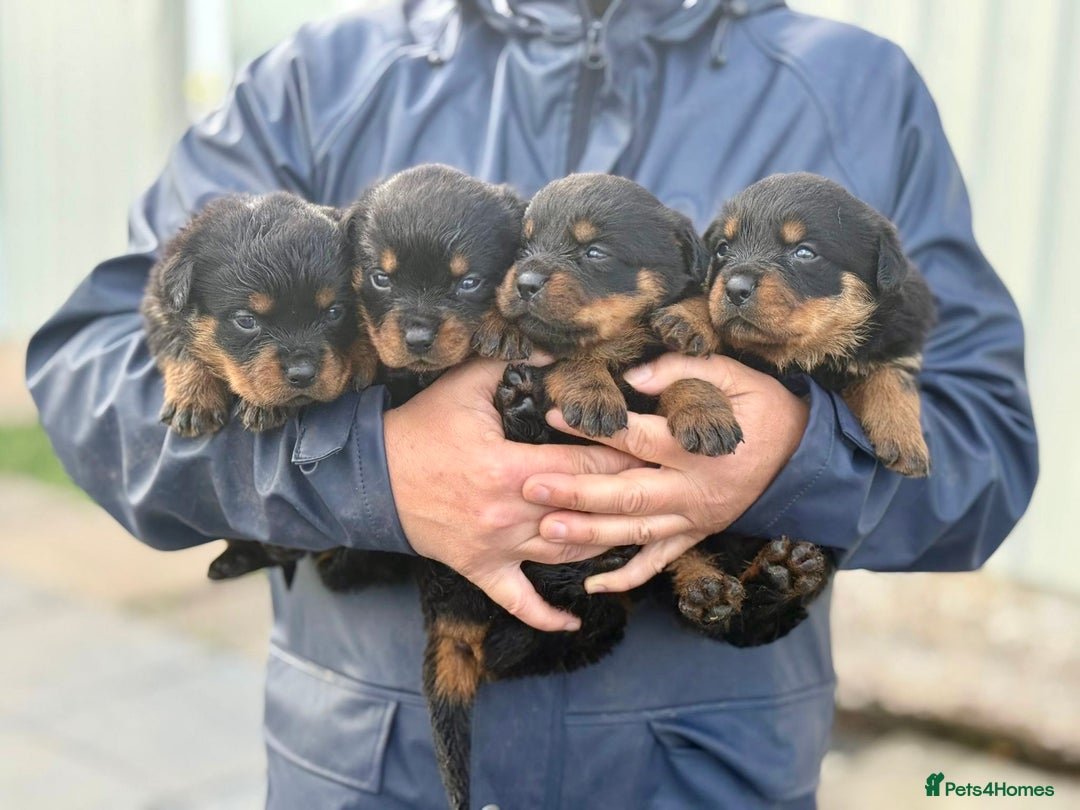 Rottweiler dogs for sale: 5-Generation Champion Line KC Rottweiler Puppies - Image 9