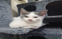 Mixed Breed cats for sale: 1 male kitty - Image 4