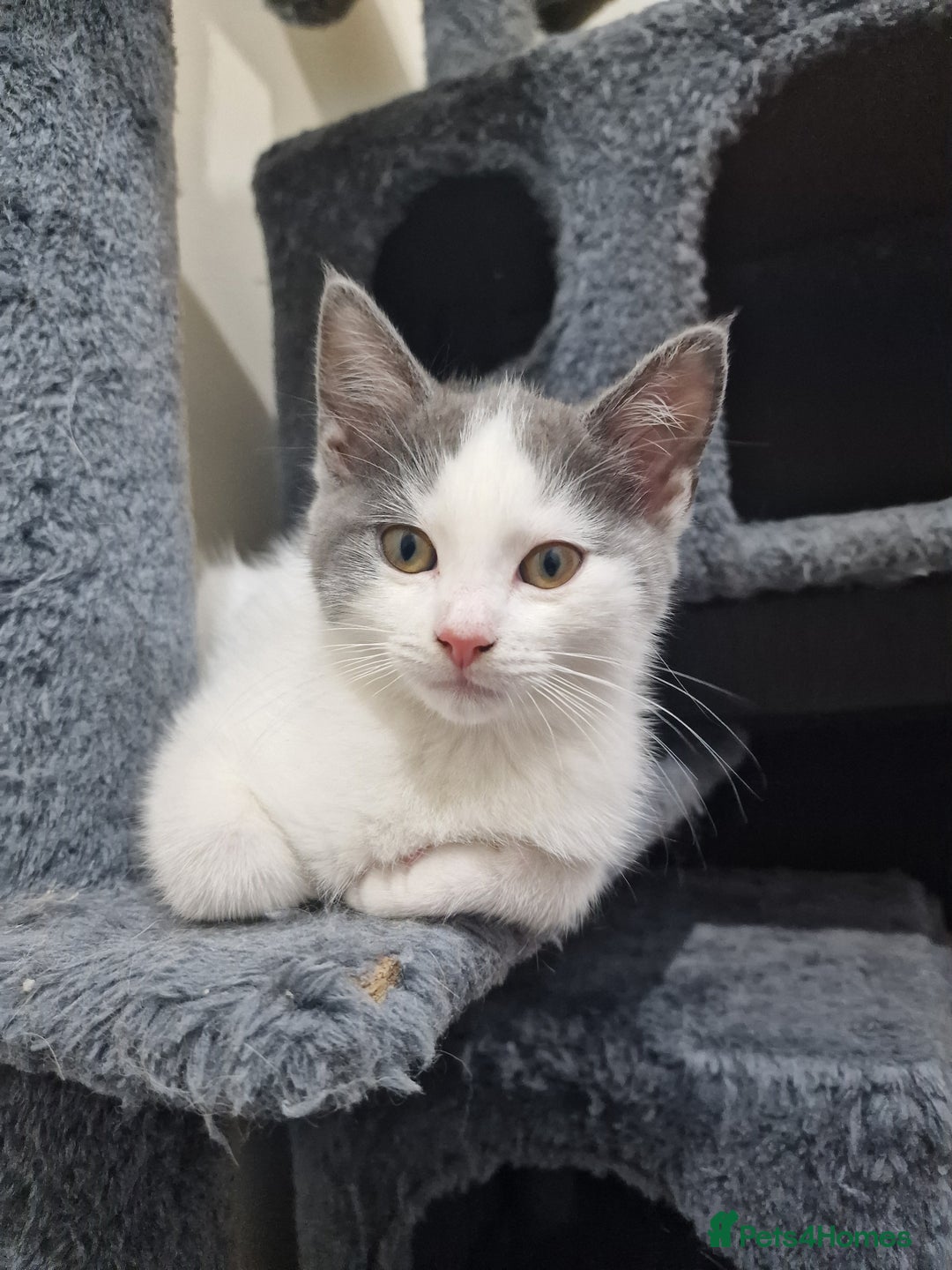 Mixed Breed cats for sale: 1 male kitty - Image 4