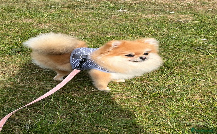 Pomeranian dogs - Advert 1