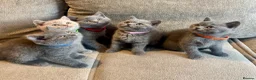 British Shorthair cats for sale: 💙🥇GCCF Pedigree British Shorthair - Advert 1
