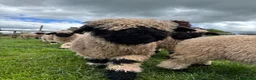 Sheep livestock for sale: Pedigree BNV Wethers - Advert 1