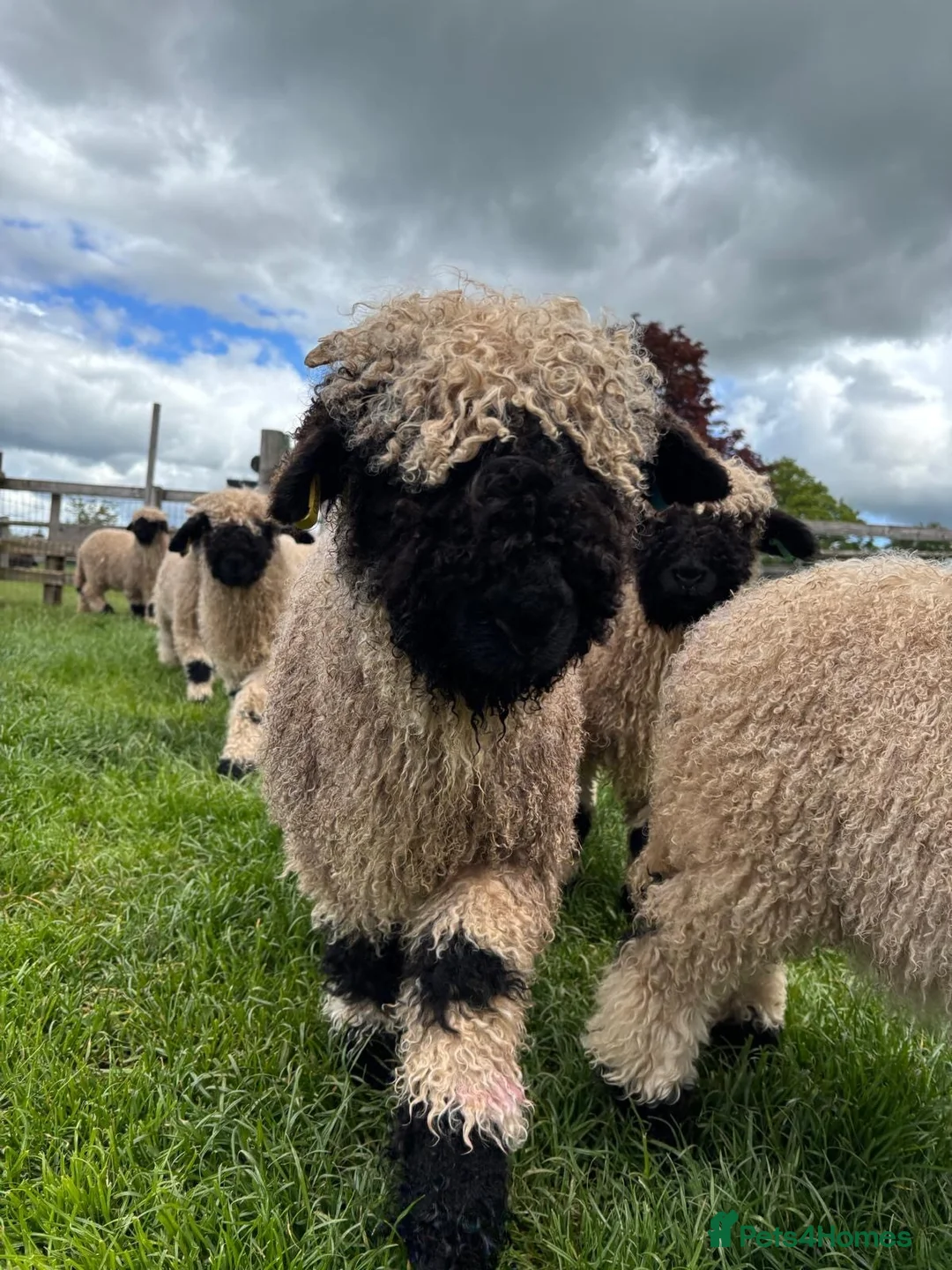 Sheep livestock for sale: Pedigree BNV Wethers - Advert 1