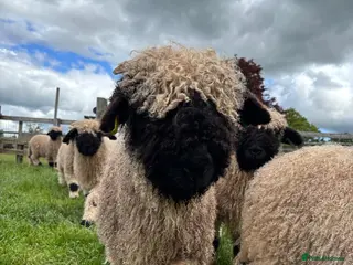 Sheep livestock Pedigree BNV Wethers - Advert 2