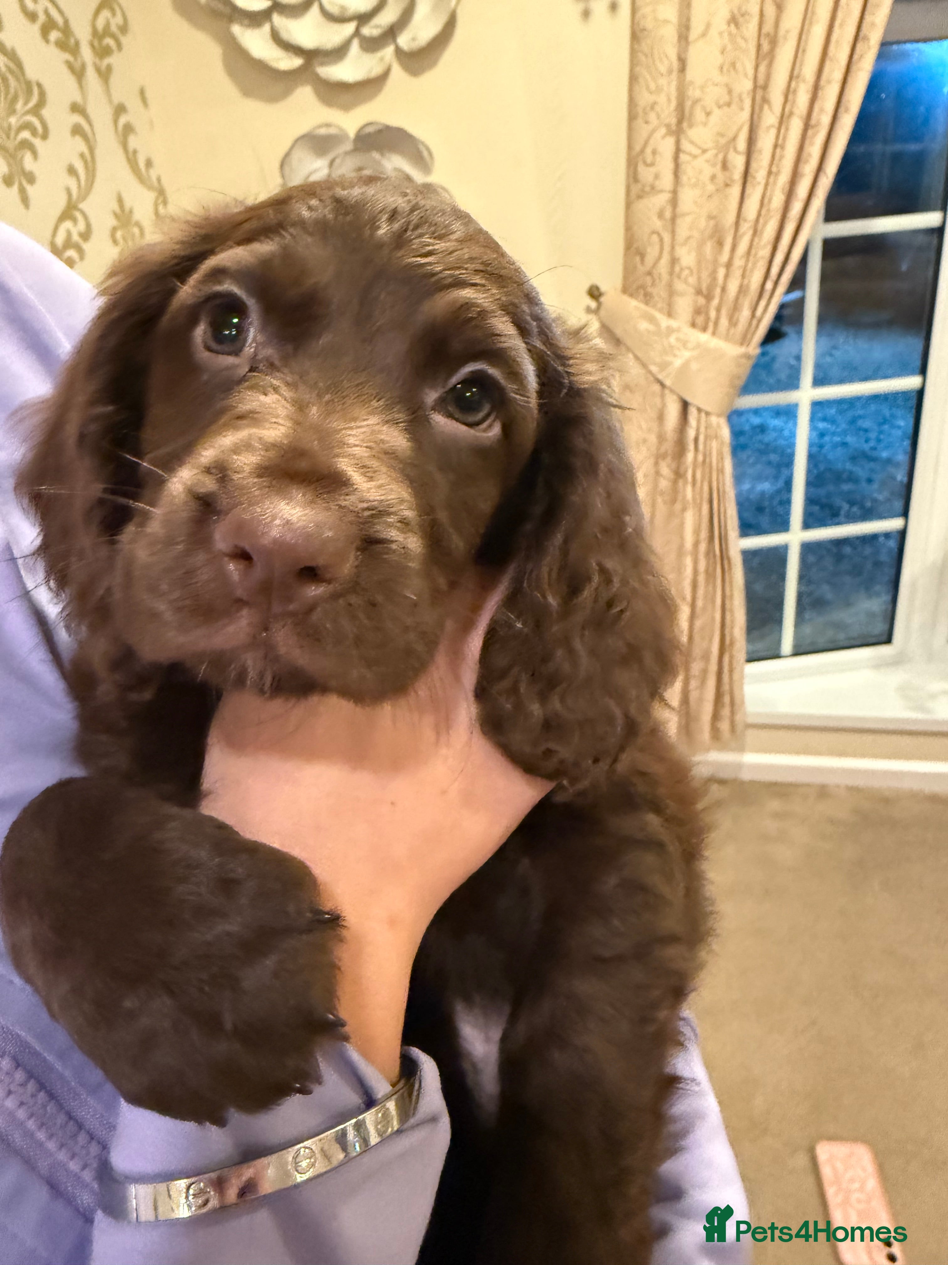 Cocker Spaniel dogs READY TO LEAVE (1 BOY) cocker spaniel puppies 🐶 - Advert 17