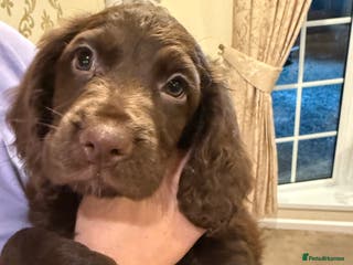 Cocker Spaniel dogs READY TO LEAVE (1 BOY) cocker spaniel puppies 🐶 - Advert 9