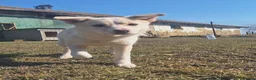 Mixed Breed dogs for adoption: Latte for adoption in Leigh-on-Sea - Advert 1