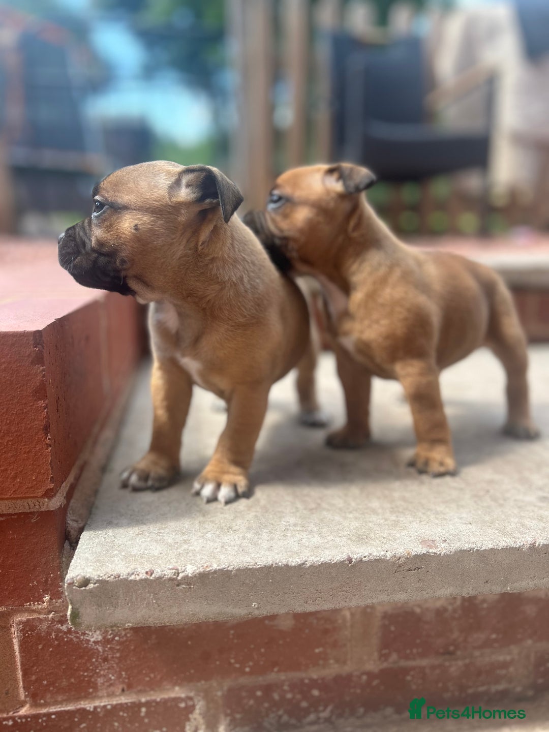 Staffordshire Bull Terrier dogs for sale: ONE MALE AVAILABLE 5* outstanding reds ✨✨✨ - Image 15