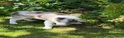 Border Collie dogs for sale: Litter of three striking Border Collie puppies  in Witney - Advert 28
