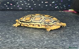Tortoise reptiles for sale: Tortoise African Leopard  - Image 4