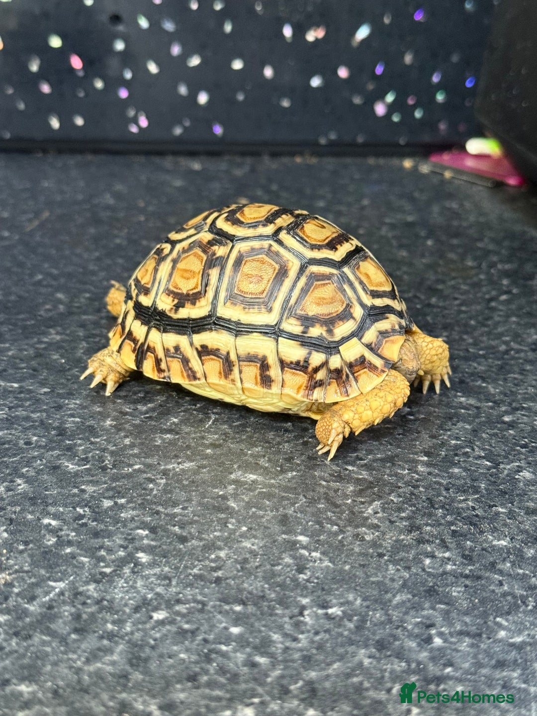 Tortoise reptiles for sale: Tortoise African Leopard  - Image 4