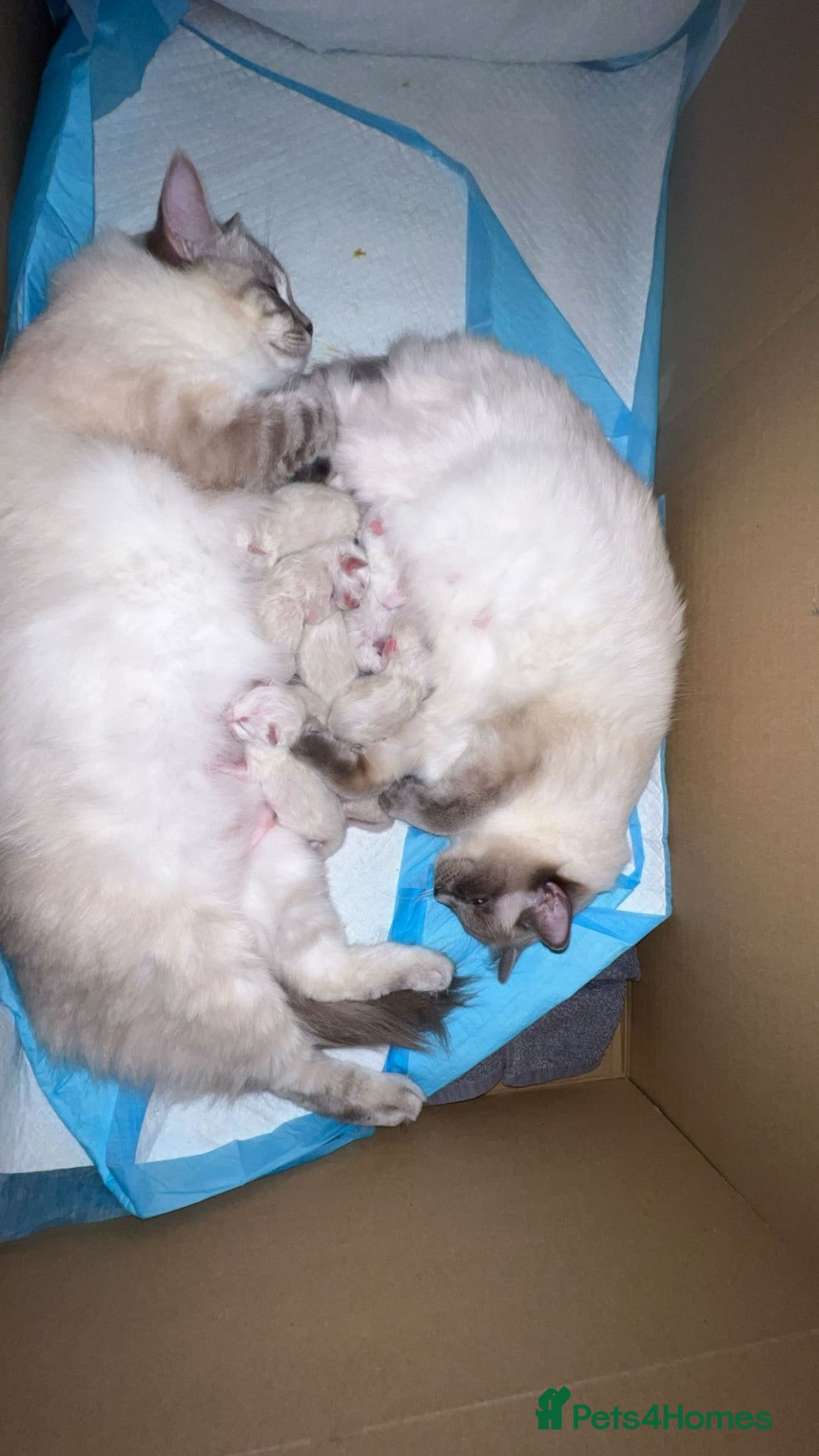 Ragdoll cats 2 Male Ragdolls Kittens  for sale  - Advert 1