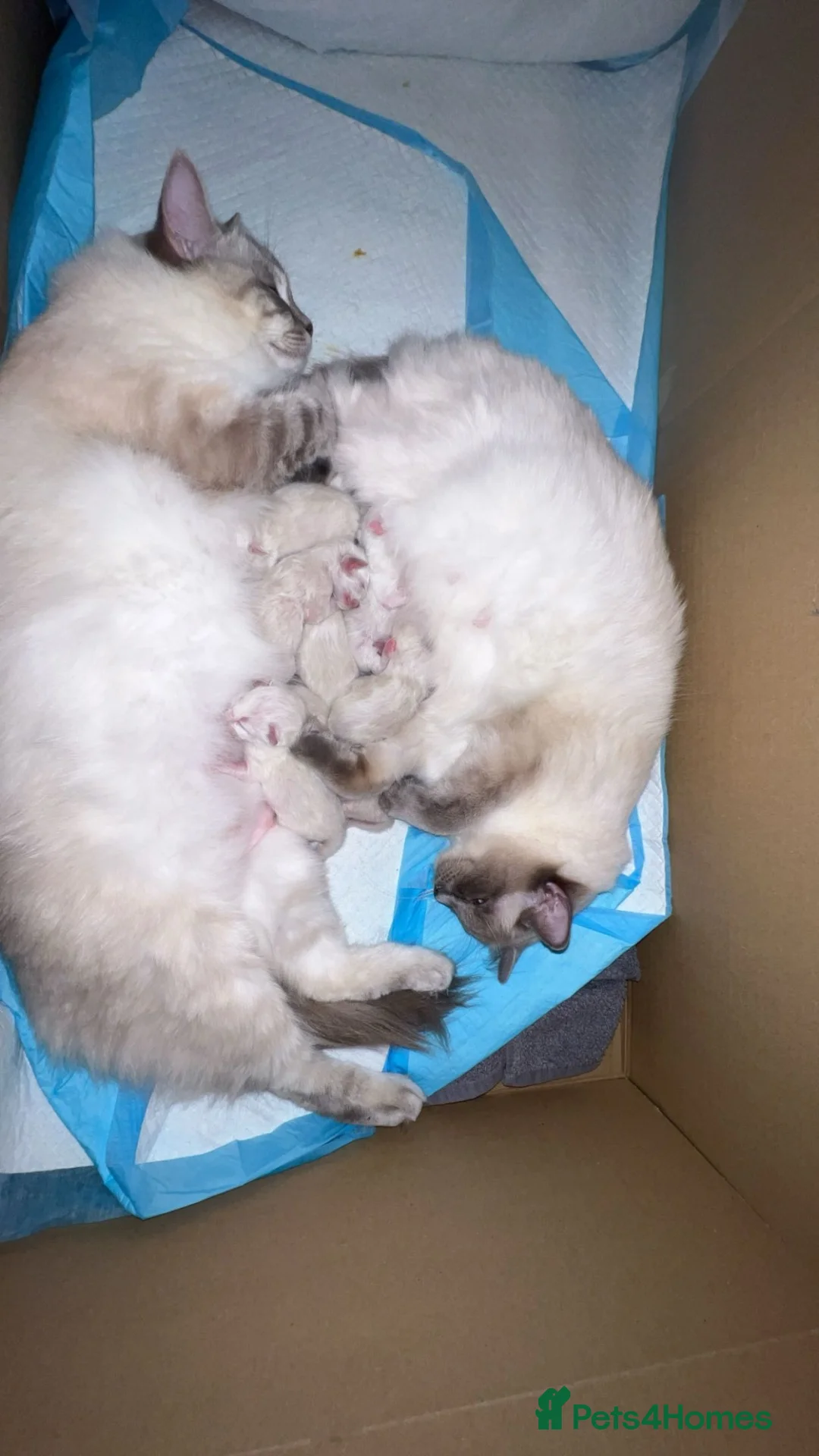 Ragdoll cats for sale: 2 Male Ragdolls Kittens  for sale  - Advert 1