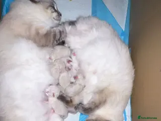Ragdoll cats 2 Male Ragdolls Kittens for sale - Advert 1