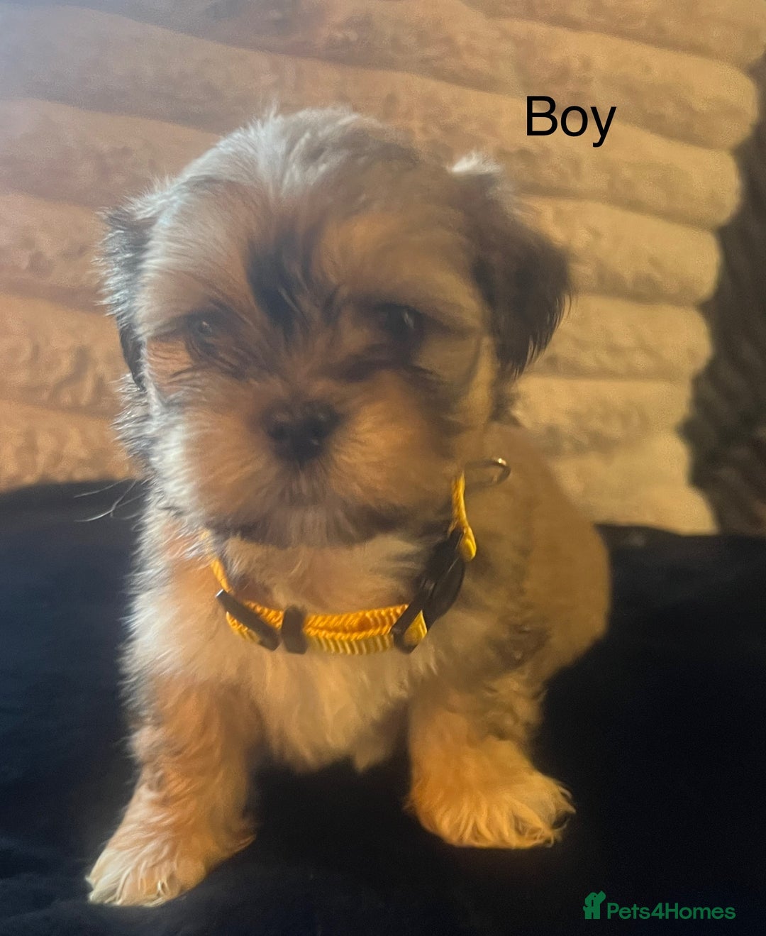 Lhasa Apso dogs for sale: KC Registered Lhasa Apso Puppies For Sale - Advert 5