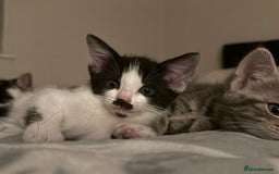 Mixed Breed cats for sale: Black and white male kitten - Advert 10