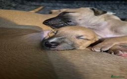 Whippet dogs for sale: 5 fawn kc whippet puppies beauitful markings  - Image 14