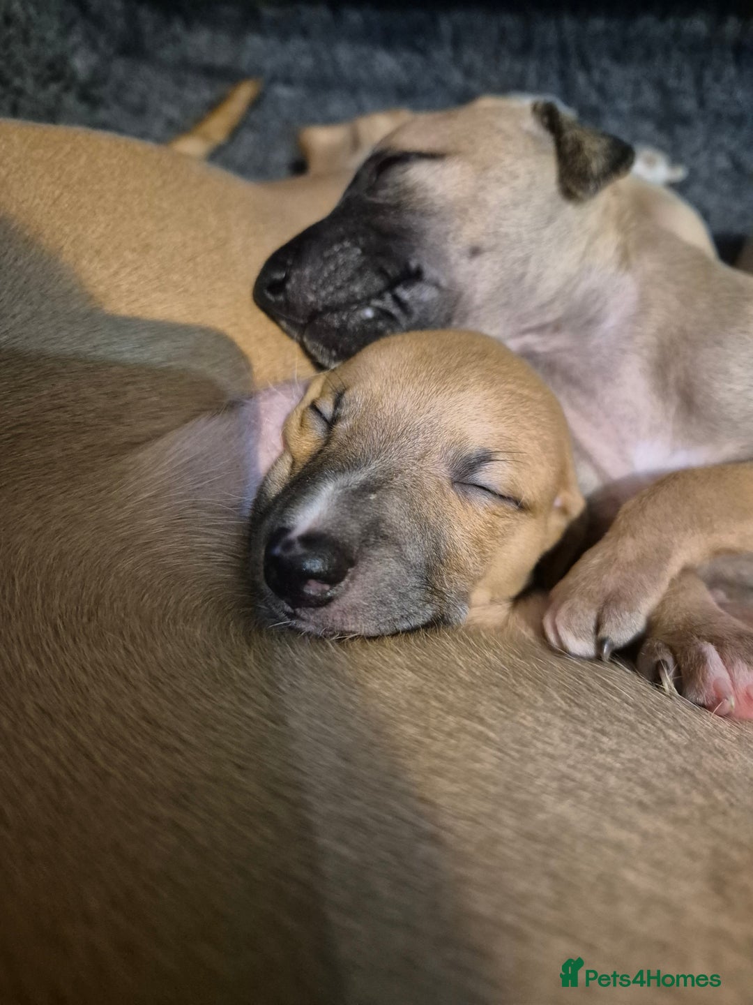 Whippet dogs for sale: 5 fawn kc whippet puppies beauitful markings  - Image 14