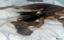 Mixed Breed dogs for sale: 5 beautiful staffy, patterdale cross puppies - Image 7