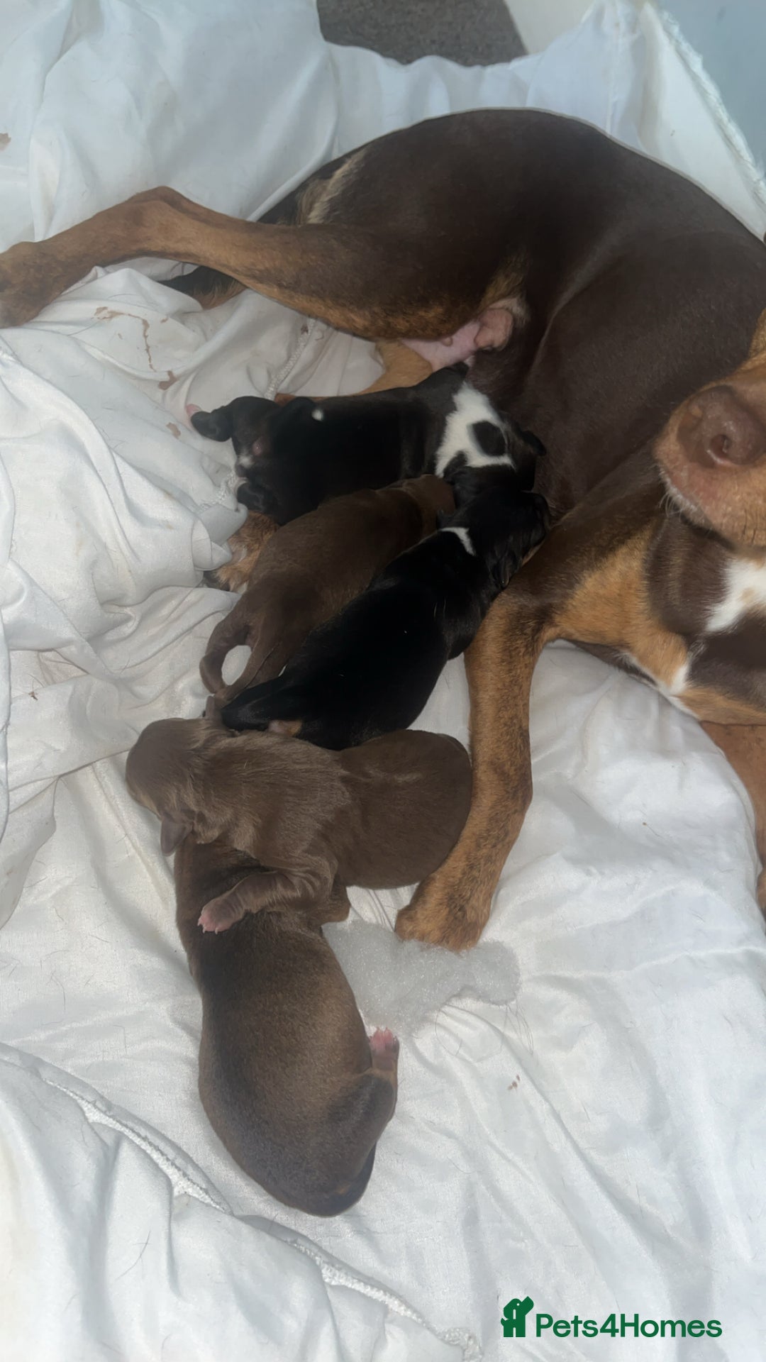Mixed Breed dogs for sale: 5 beautiful staffy, patterdale cross puppies - Image 7