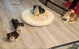 Cavalier King Charles Spaniel dogs for sale: Beautiful quality kc registered cavalier puppies  - Image 13