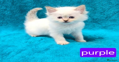 Ragdoll cats - Advert 3