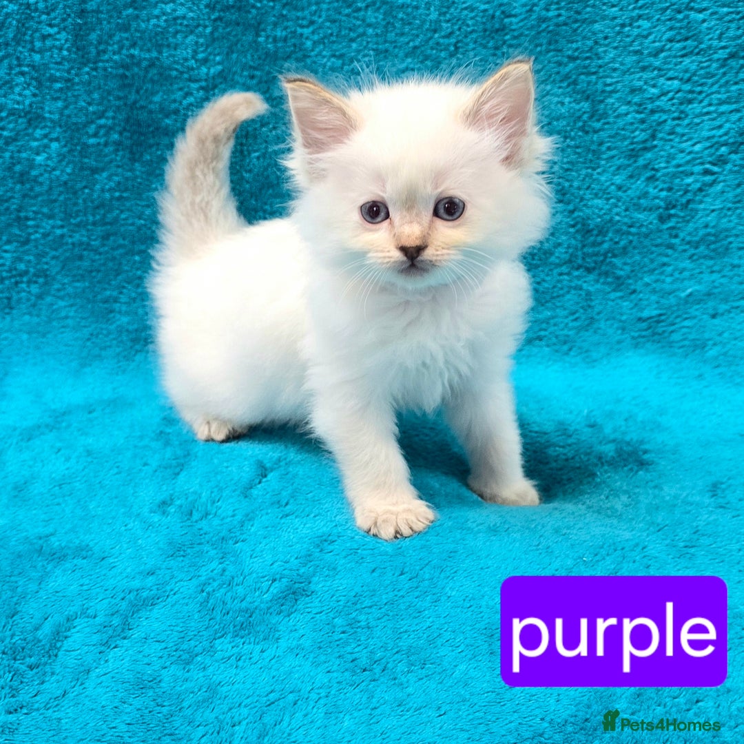 Ragdoll cats for sale: PEDIGREE GCCF REG CHAMPION LINE RAGDOLL KITTENS - Image 3