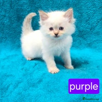 Ragdoll cats - Advert 11