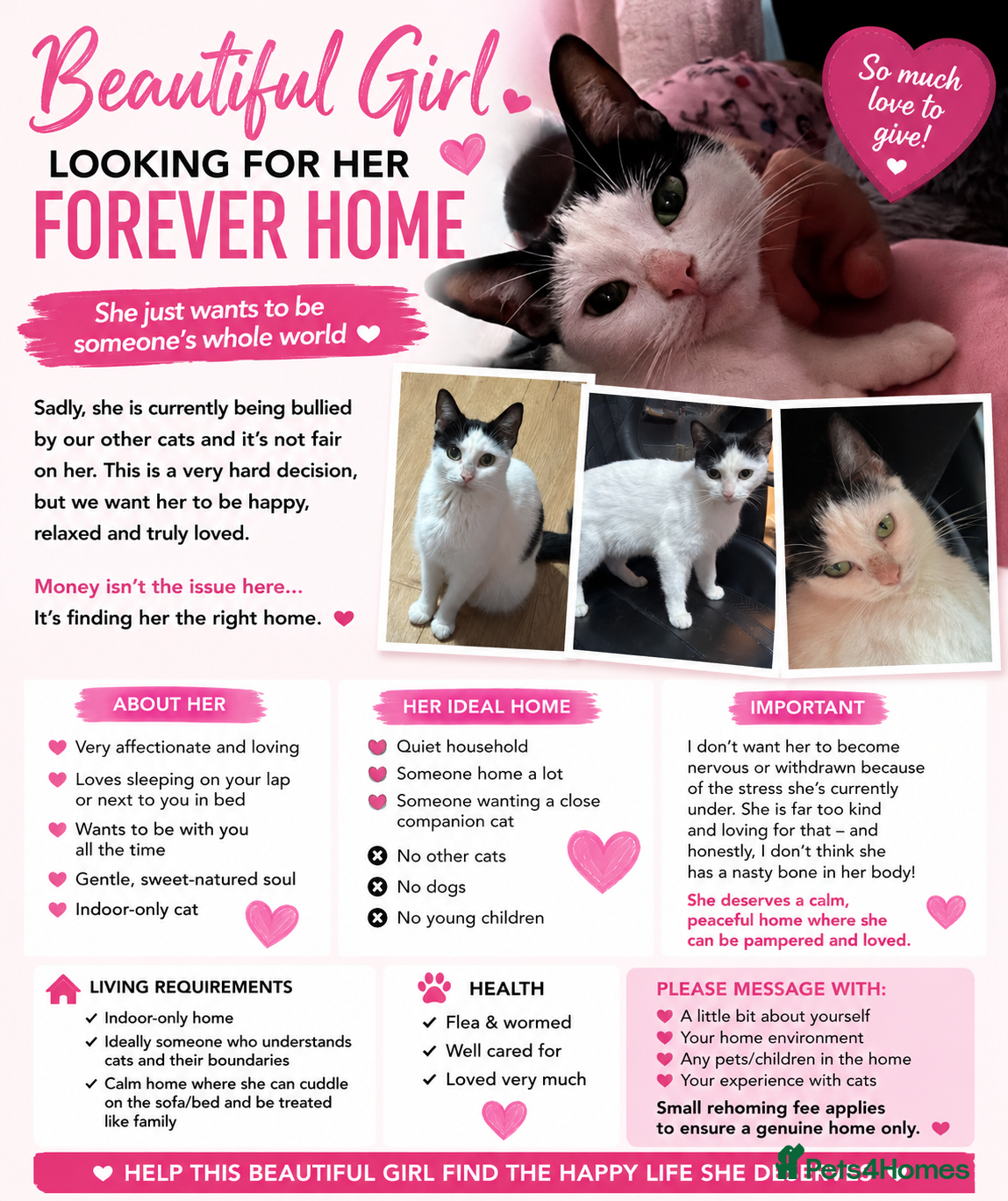 Mixed Breed cats Affectionate Indoor Lap Cat Looking for Calm Home - Advert 12