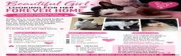Mixed Breed cats for sale: Affectionate Indoor Lap Cat Looking for Calm Home - Advert 1
