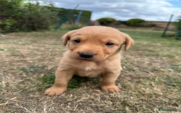 Labrador Retriever dogs for sale: Fox Red Labrador Puppies for Sale  - Image 6