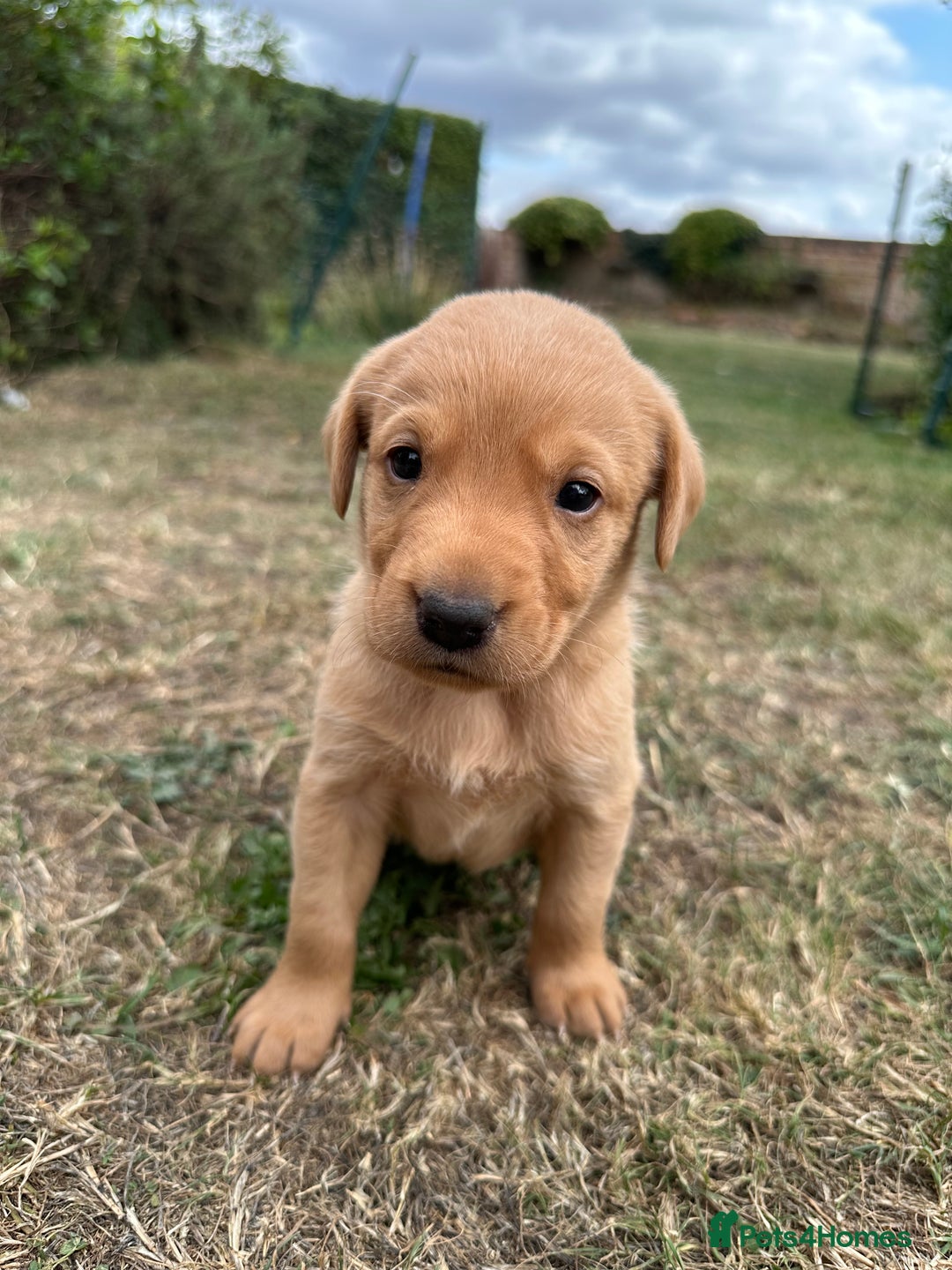 Labrador Retriever dogs for sale: Fox Red Labrador Puppies for Sale  - Image 6