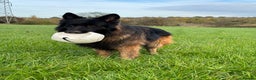 German Shepherd dogs for stud: Hector DNA ,Hips,Elbows perfec.STUD GSD long hair  in Doncaster - Advert 9