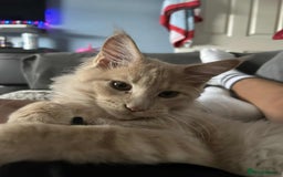 Maine Coon cats for sale: 💖 Maine Coon Kitten Boy Looking for a new home  - Image 10