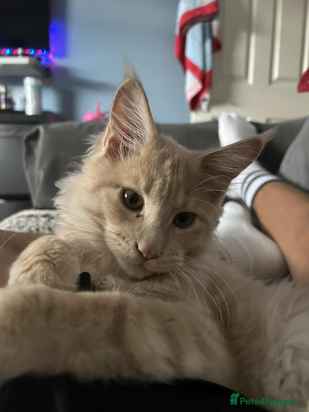 Maine Coon cats for sale: 💖 Maine Coon Kitten Boy Looking for a new home  - Image 10