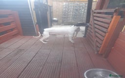 Whippet dogs for sale: Kc registered whippet pups  - Image 9
