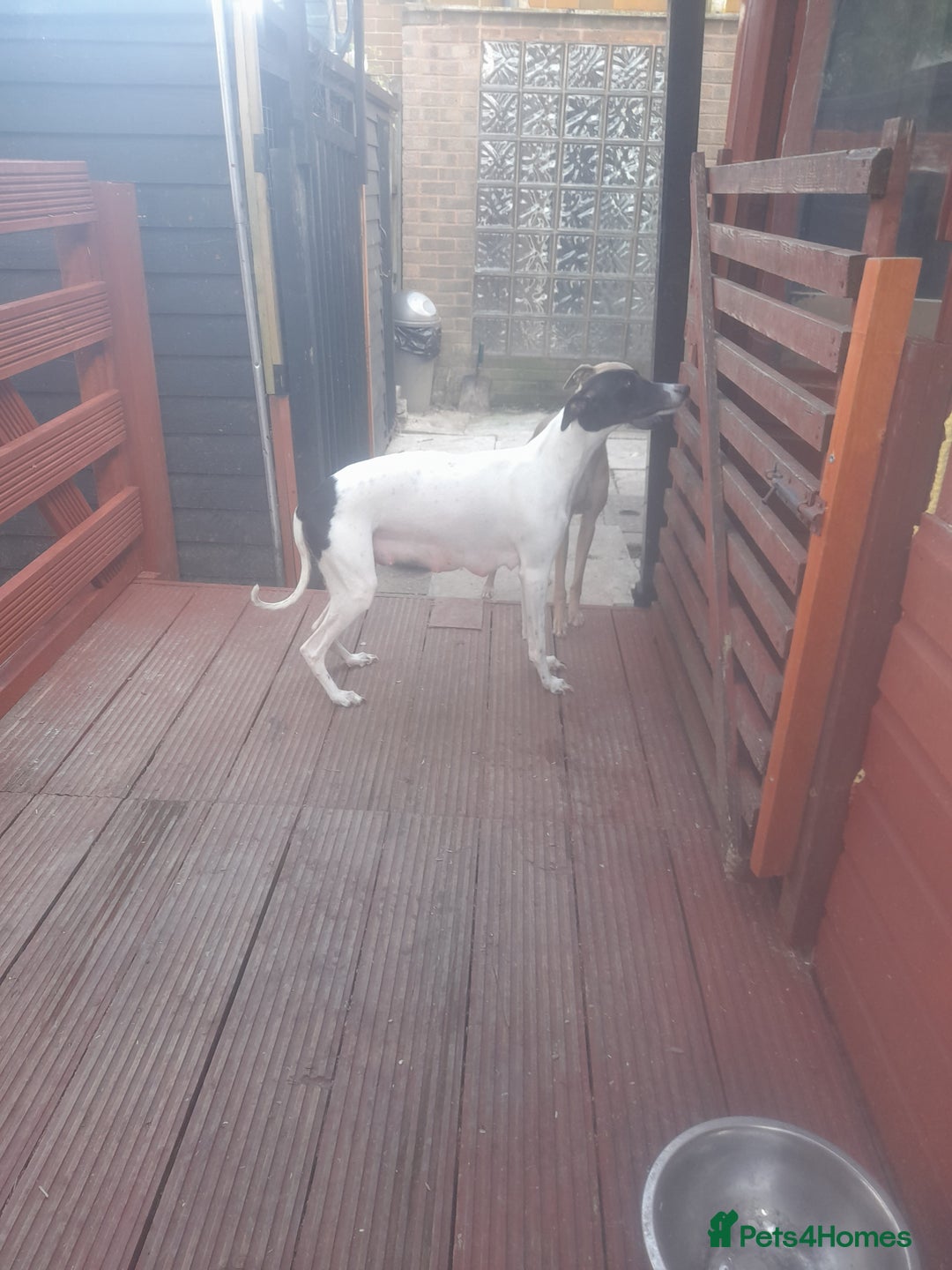 Whippet dogs for sale: Kc registered whippet pups  - Image 9
