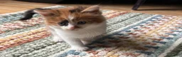 Mixed Breed cats for sale: 4 beautiful kittens for sale  in Slough - Advert 4