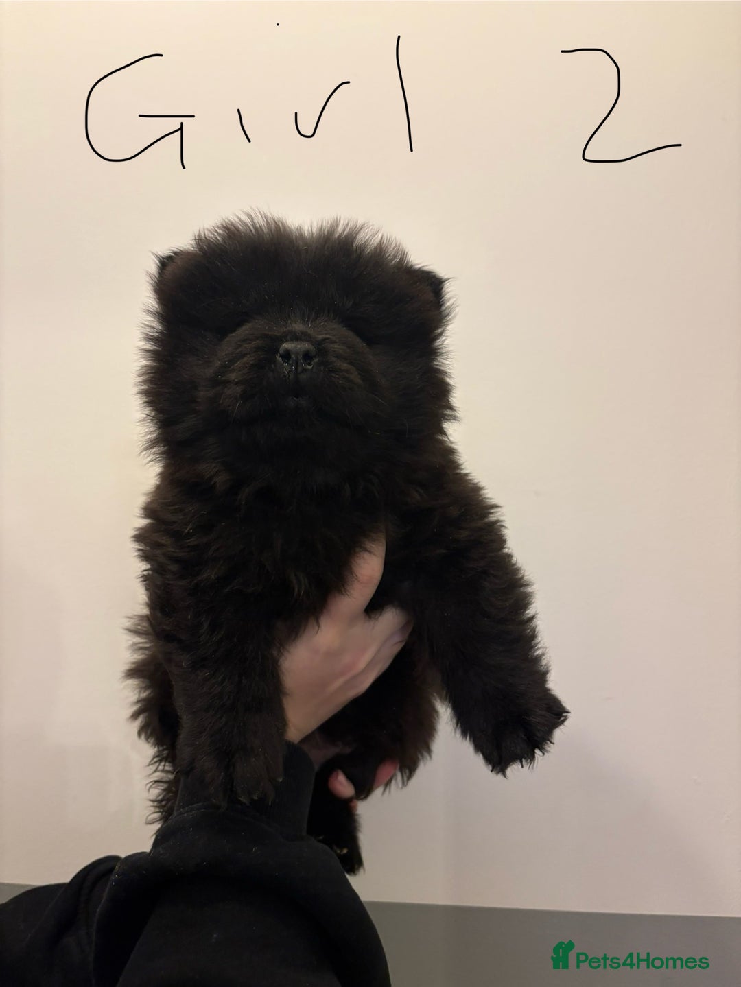 Chow Chow dogs for sale:  🐾 Exclusive Chow Chow Puppies  - Advert 13
