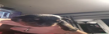 Rottweiler 1