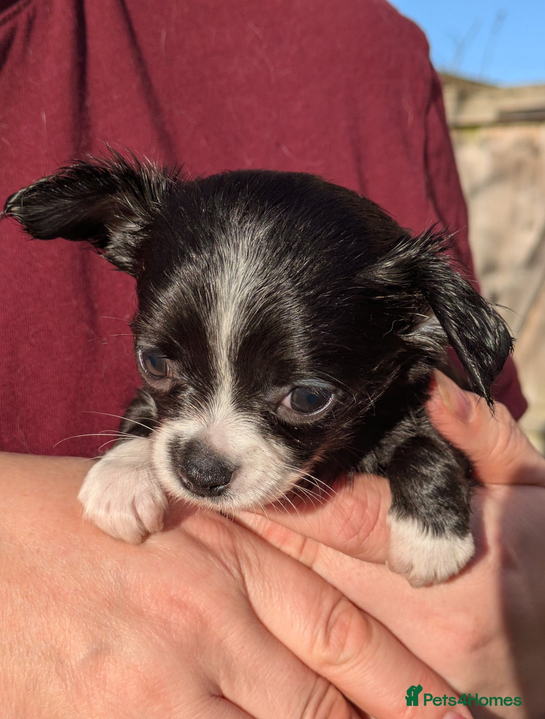 Chihuahua dogs for sale: Rare colour and tiny pedigree Chihuahuas  - Advert 16